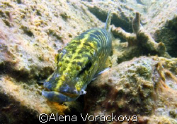 Czech fresh water pond... early spring and this pike was ... by Alena Vorackova 